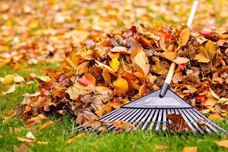 depositphotos_16942183-stock-photo-fall-leaves-with-rake.jpg